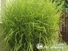 Miskantas kininis ,Zebrinus' (lot.  Miscanthus sinensis)
